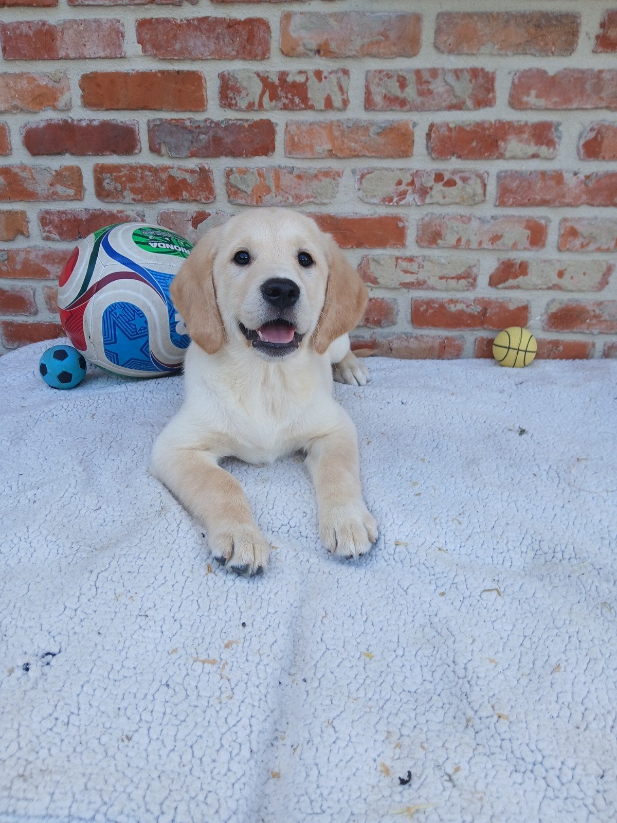 Labrador pups zoeken, België, 8 tot 15 weken, Meerdere, Meerdere dieren
