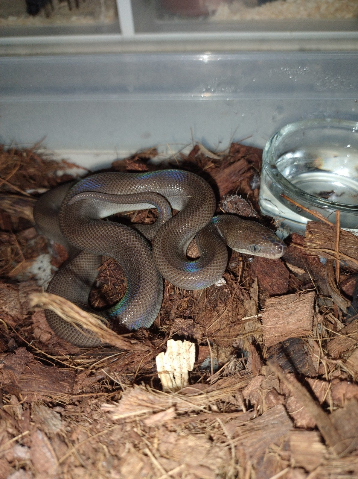 Epicrates maurus patternless koppel, Dieren en Toebehoren, Reptielen en Amfibieën, Slang, 0 tot 2 jaar