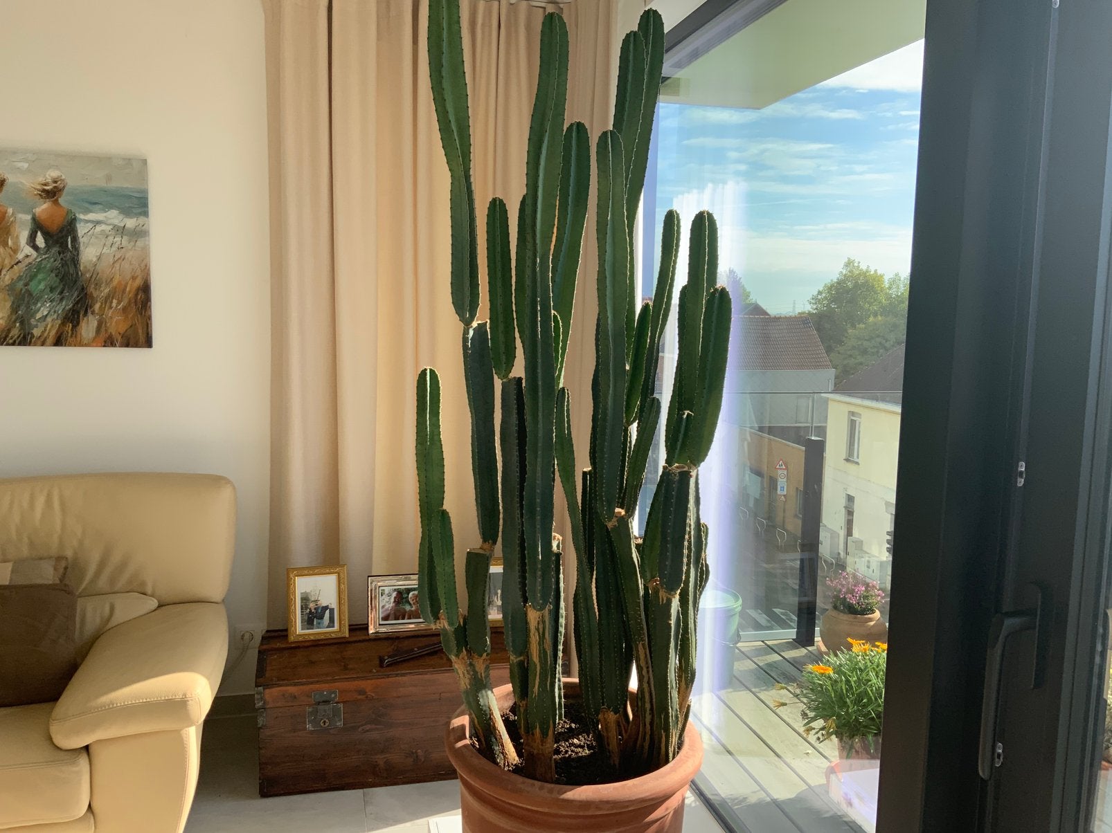 Cactus 2 meter hoog, Ophalen, Cactus