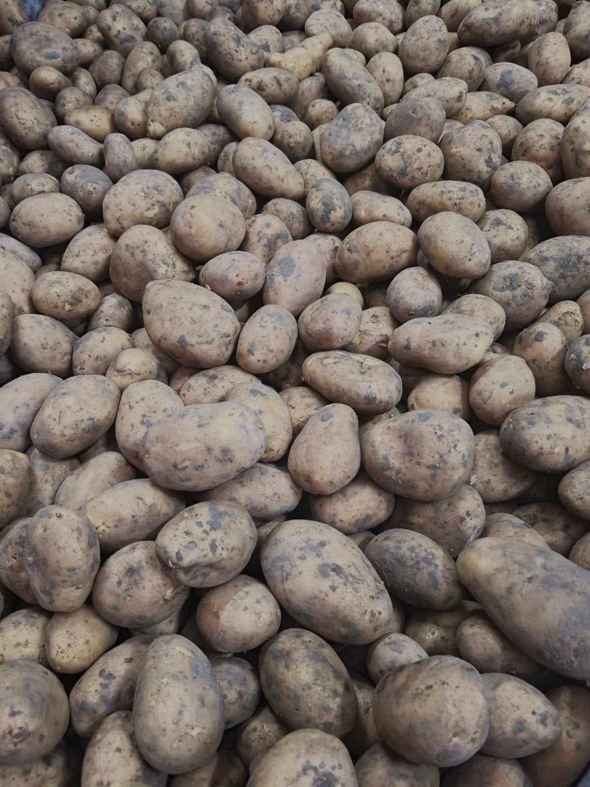 aardappelen bintje, Dieren en Toebehoren