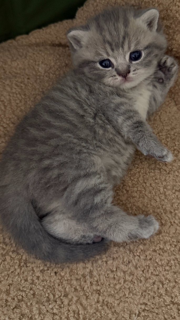Brits korthaar kittens, Dieren en Toebehoren, Katten en Kittens | Raskatten | Korthaar, Meerdere dieren, Gechipt, 0 tot 2 jaar
