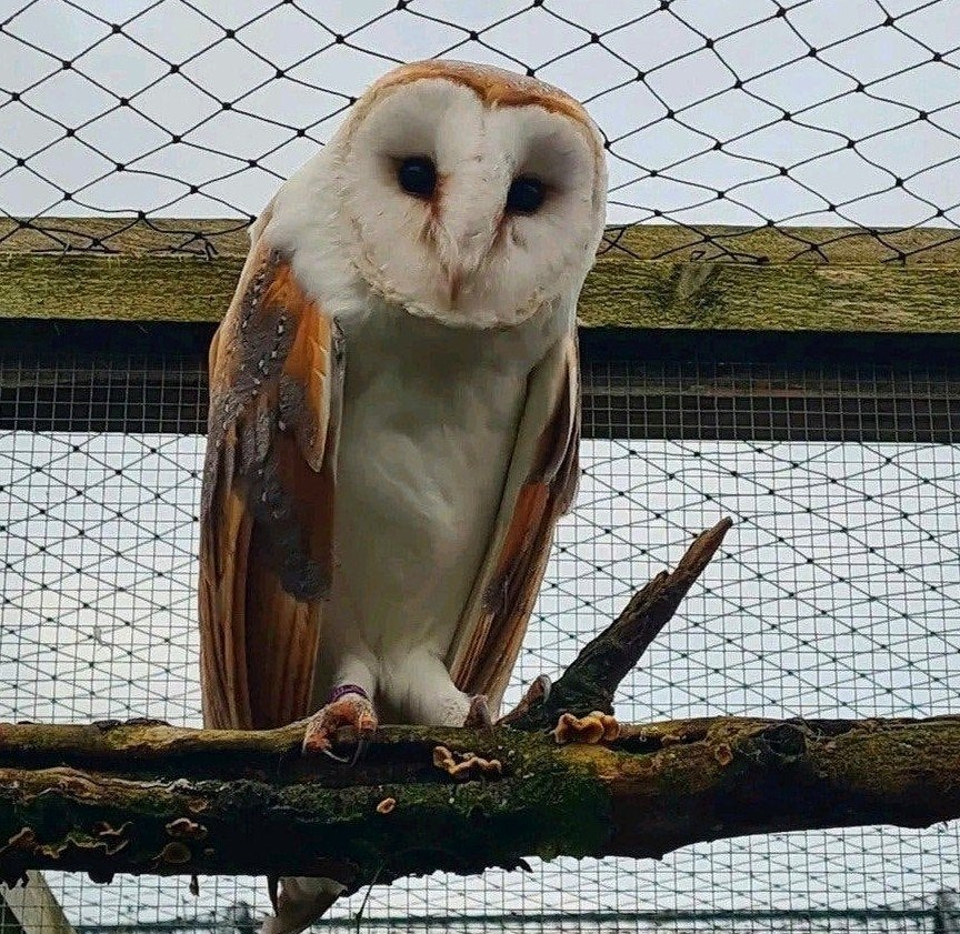 Kerkuil vrouwtjes, Vrouwelijk, Roofvogel, Geringd
