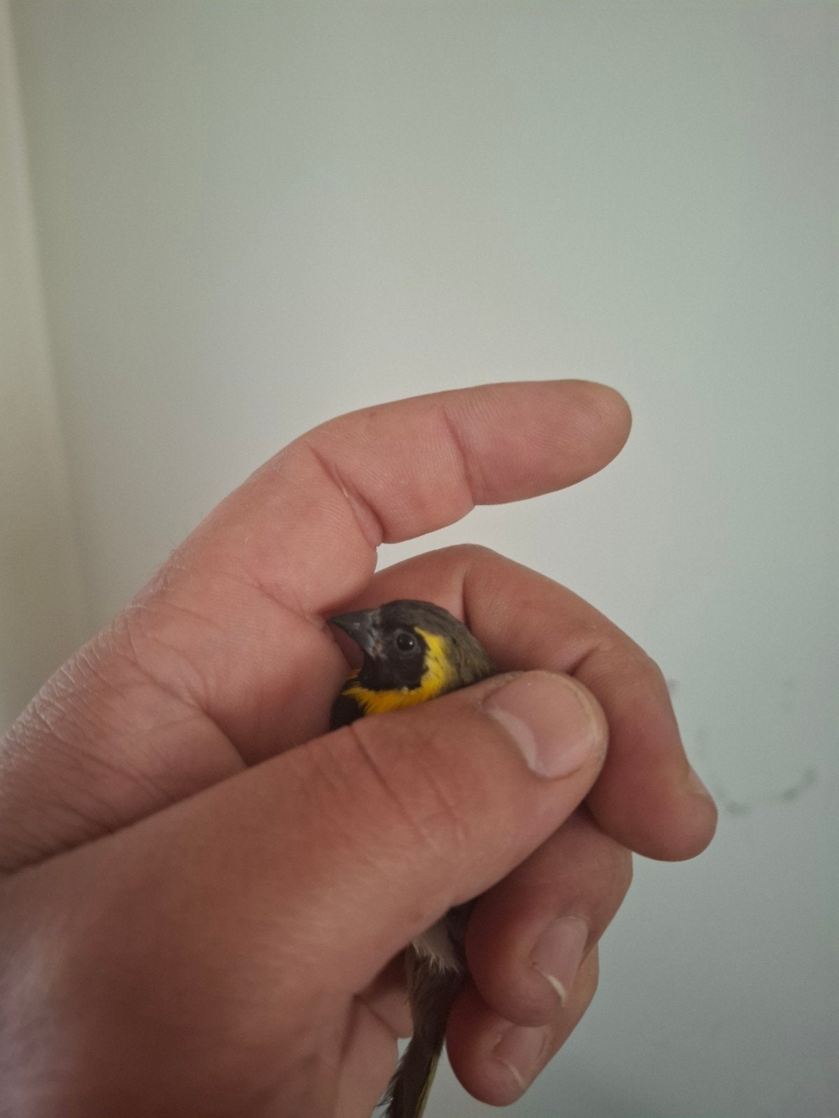3 koppel Cubavinken, Dieren en Toebehoren