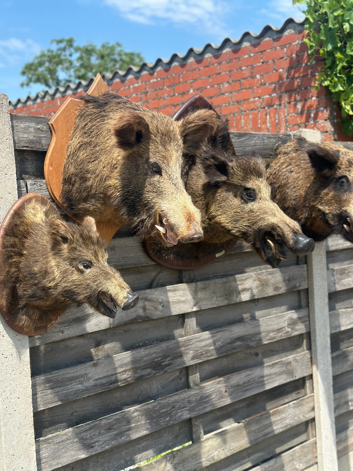 4 opgezette varkers koppen jacht trofee, Ophalen