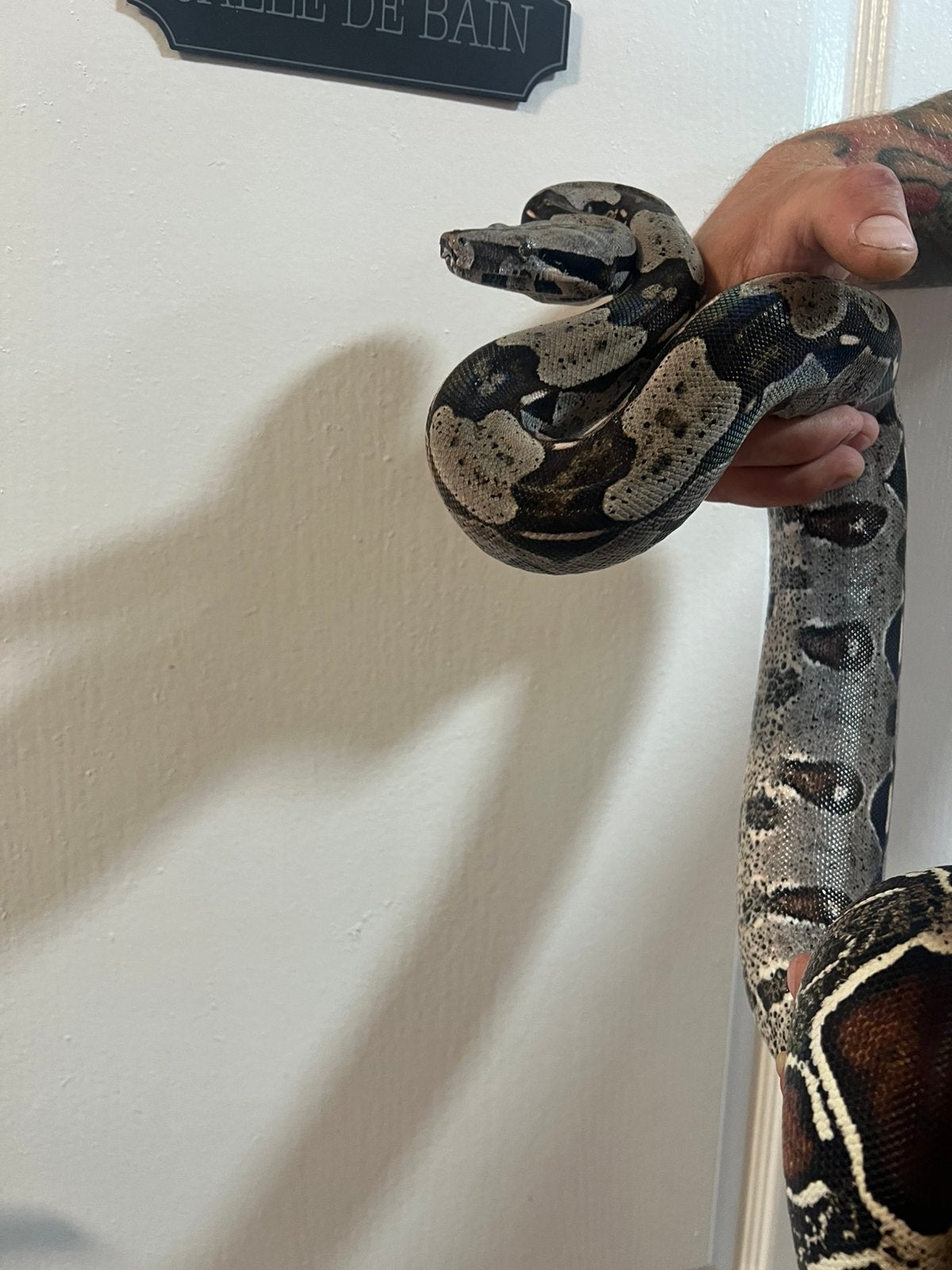 Boa constrictor constrictor Guyana f1, Dieren en Toebehoren, Overige soorten