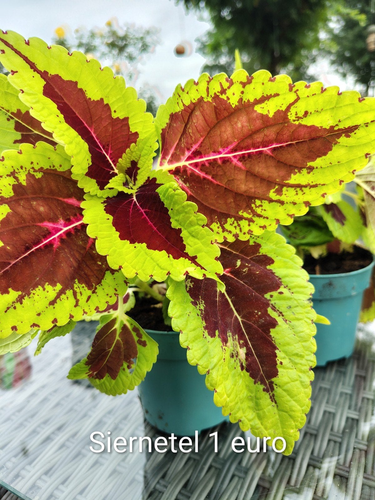 coleus of siernetel 1 euro, Enlèvement