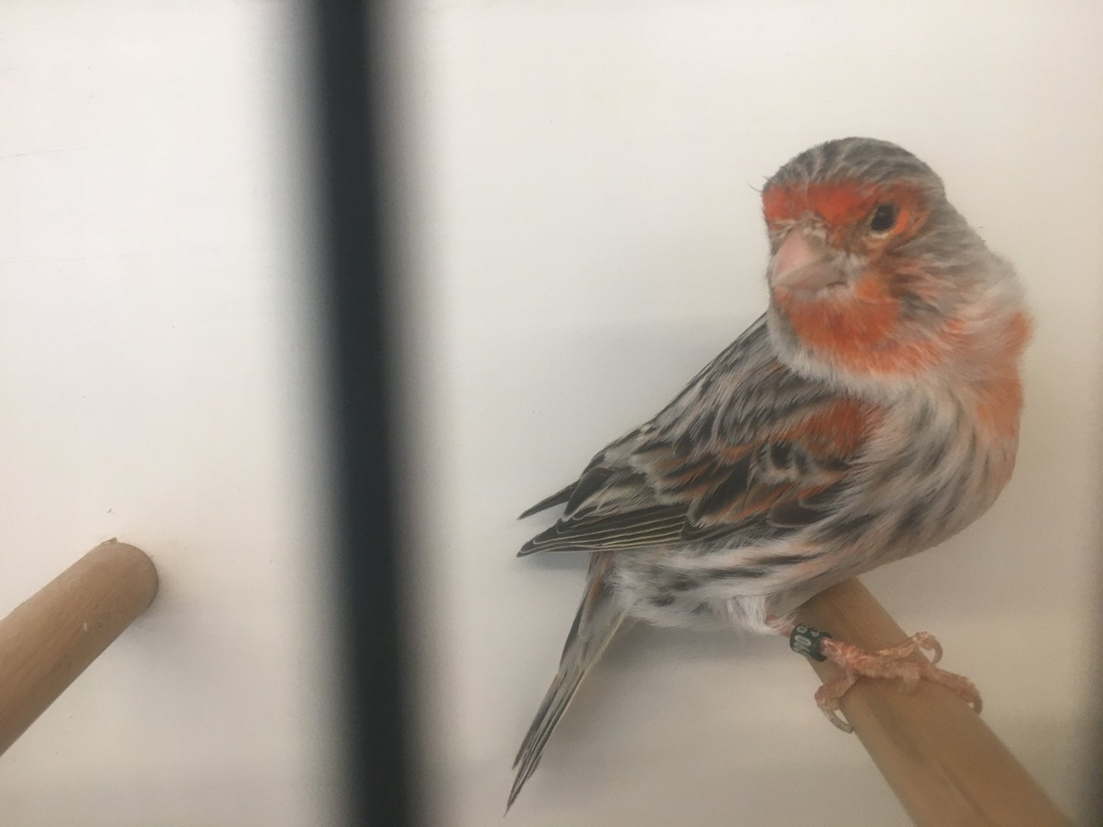 Canaris en mosaïque d'agate rouge