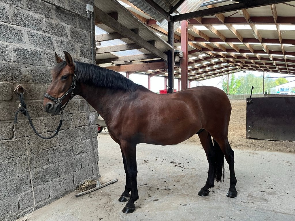 TE KOOP: 9-jarige PRE-ruin, Dieren en Toebehoren, Paarden, Minder dan 160 cm, Met stamboom, Ruin, M