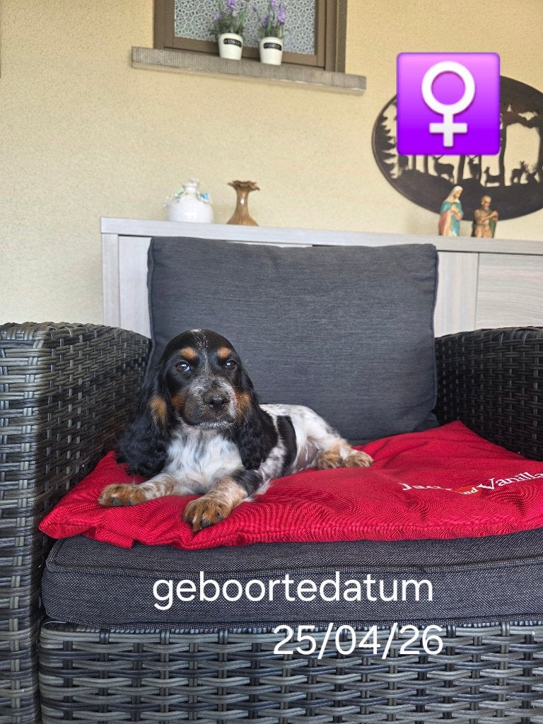 engelse cocker pup, Dieren en Toebehoren, België, 8 tot 15 weken, Teef, CDV (hondenziekte)