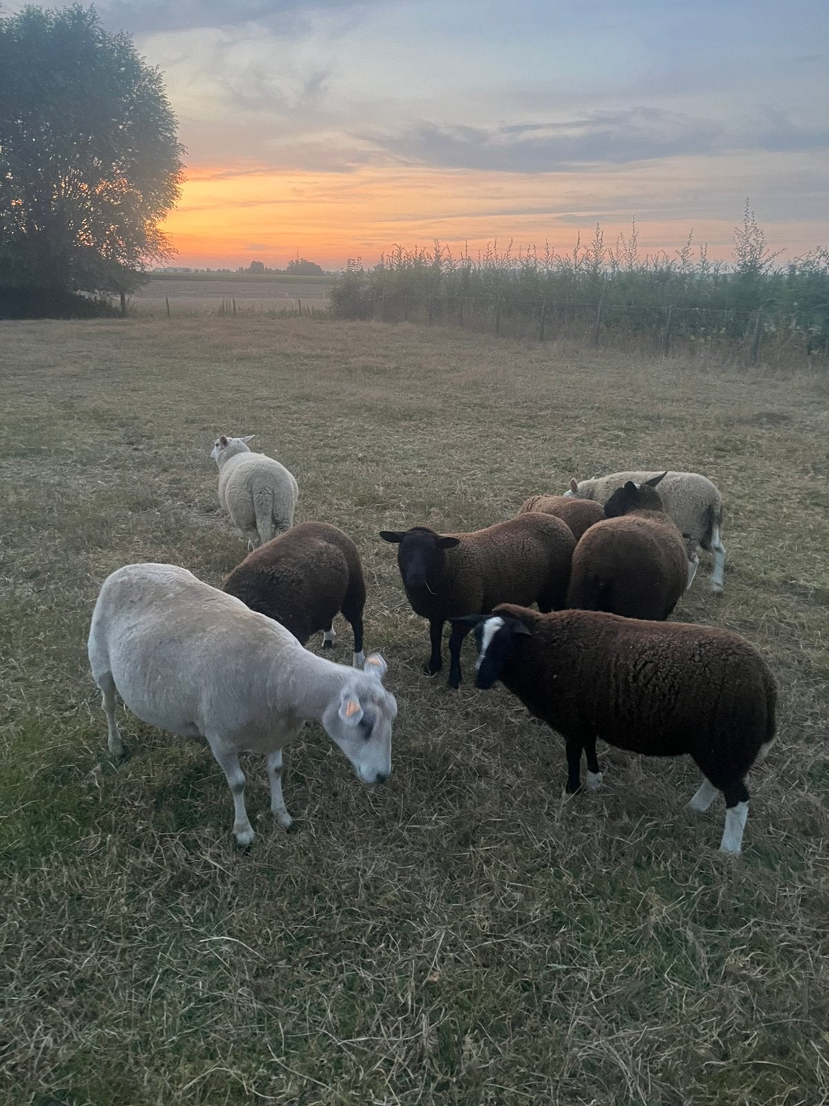 Zwartbles ooilammeren, Dieren en Toebehoren, Stalling en Weidegang
