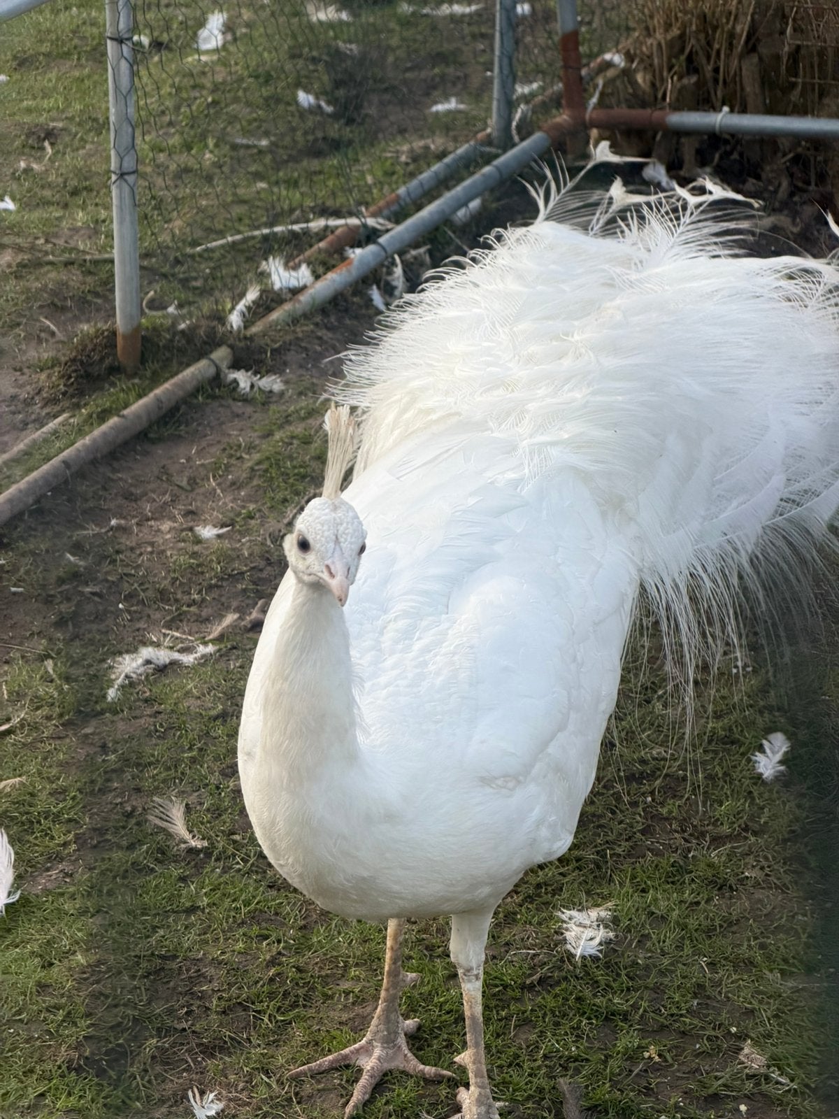 Oeufs de paons blanc feconde, Diversen, Levensmiddelen, Ophalen