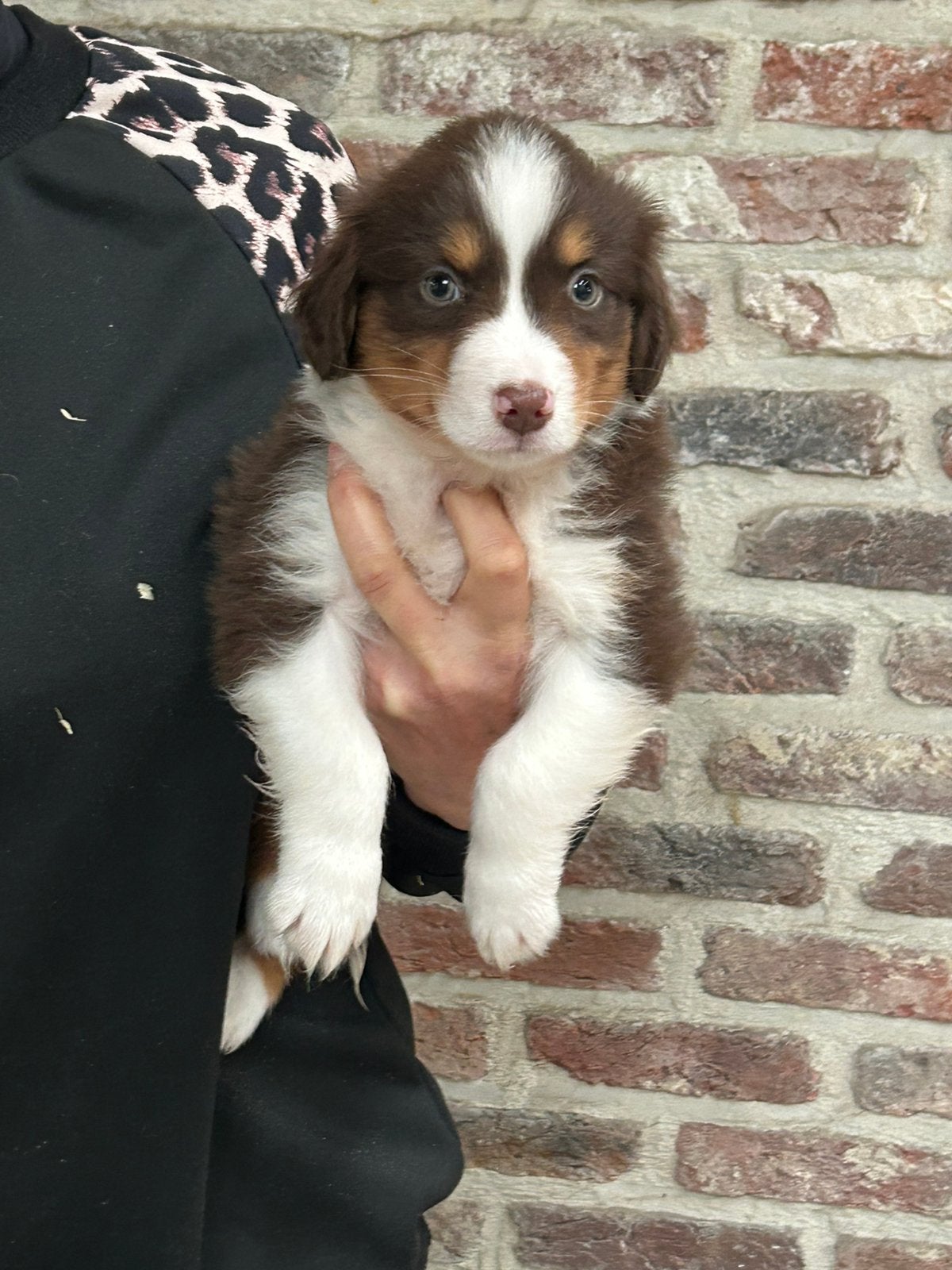 Miniature american shepherd reutje, Chien (mâle), Maladie de Carré (chiens), Un chien, Belgique