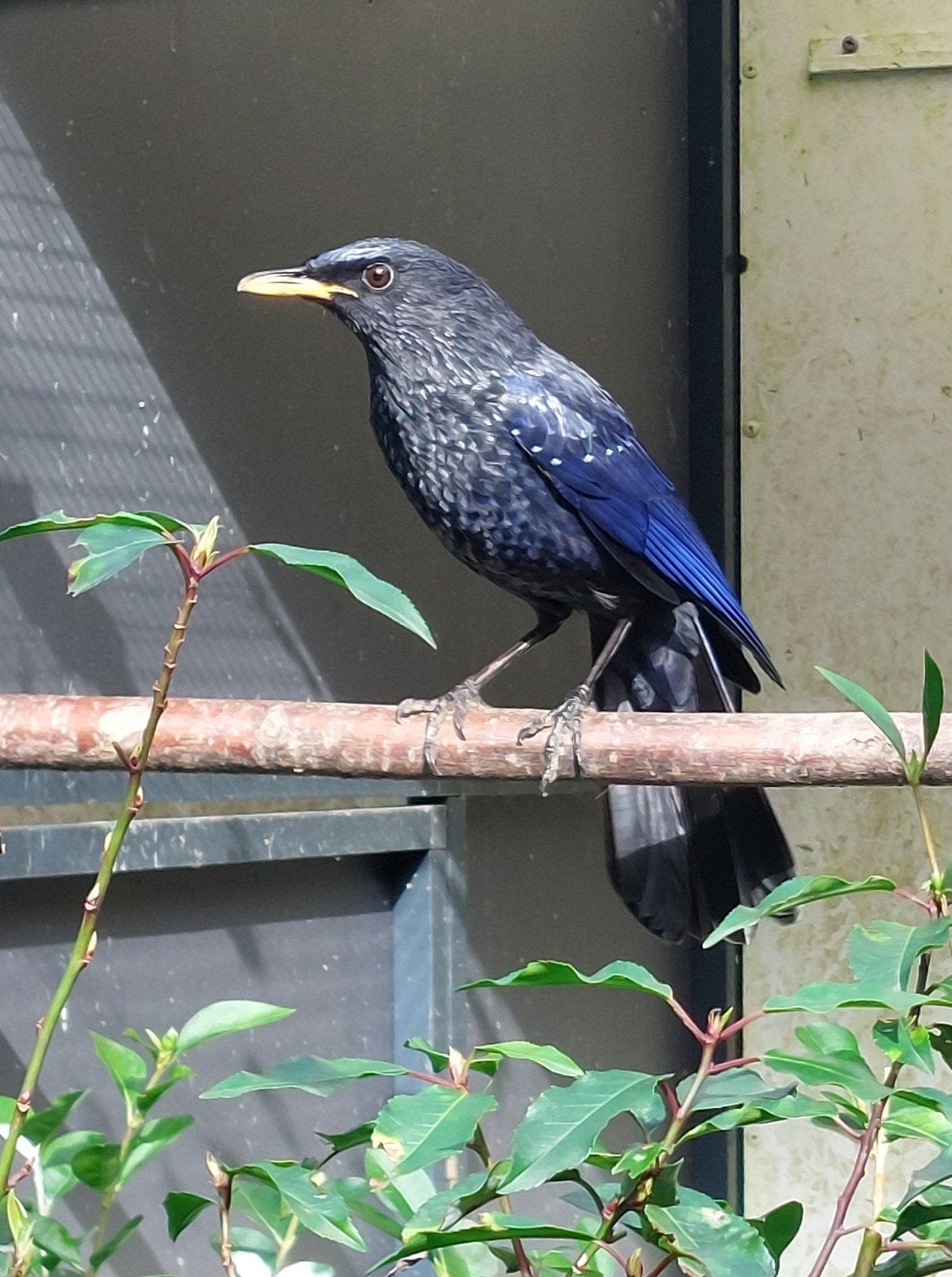 Blauwe fluitlijster, Dieren en Toebehoren