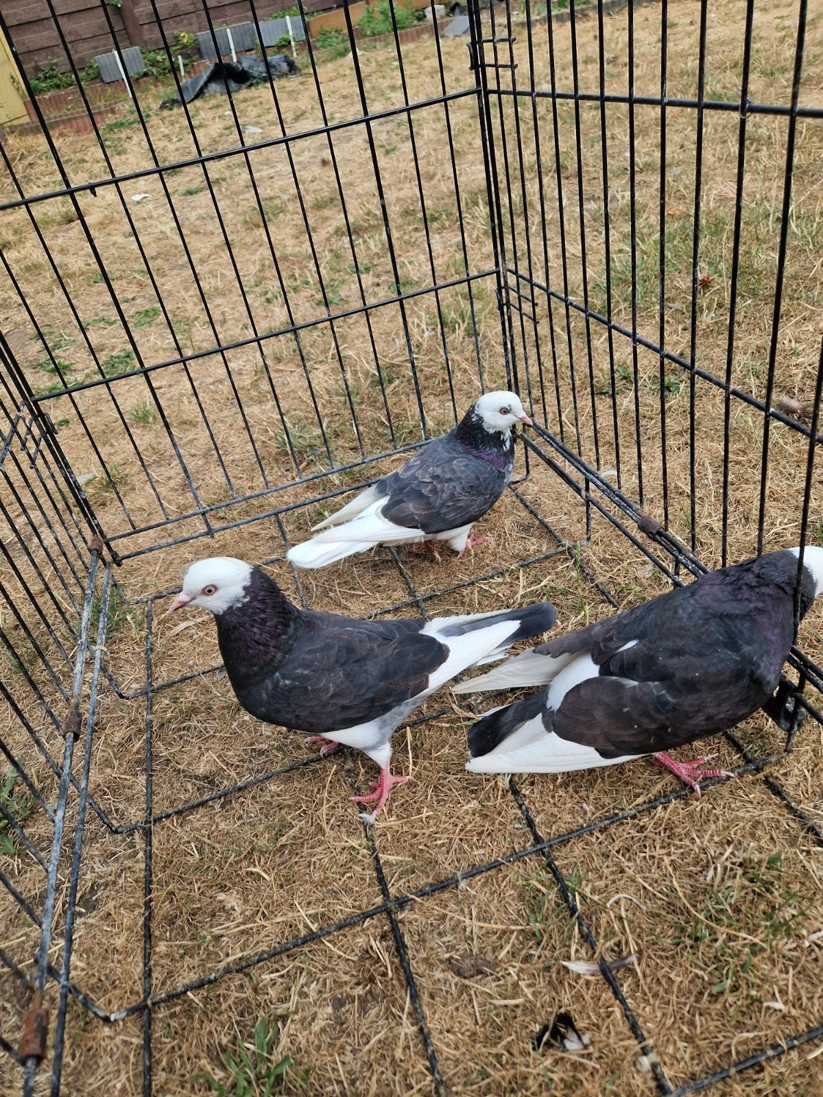 3 hoogvliegers duiven te koop, Dieren en Toebehoren