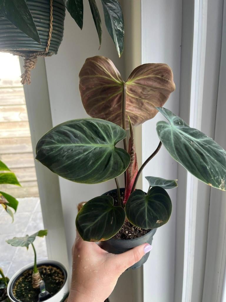 Philodendron El Choco Red, Ophalen of Verzenden