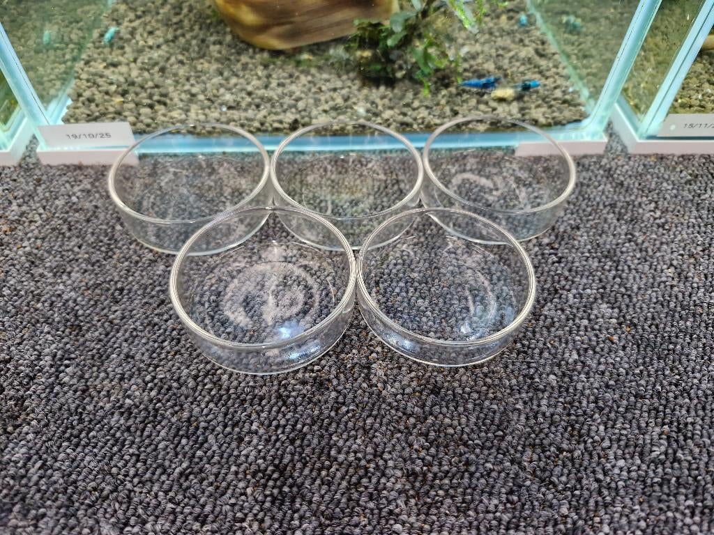 Voederschaal Nano voor garnalen 6cm 5stuks, Dieren en Toebehoren, Vissen | Aquaria en Toebehoren, Ophalen, Zo goed als nieuw, Overige typen