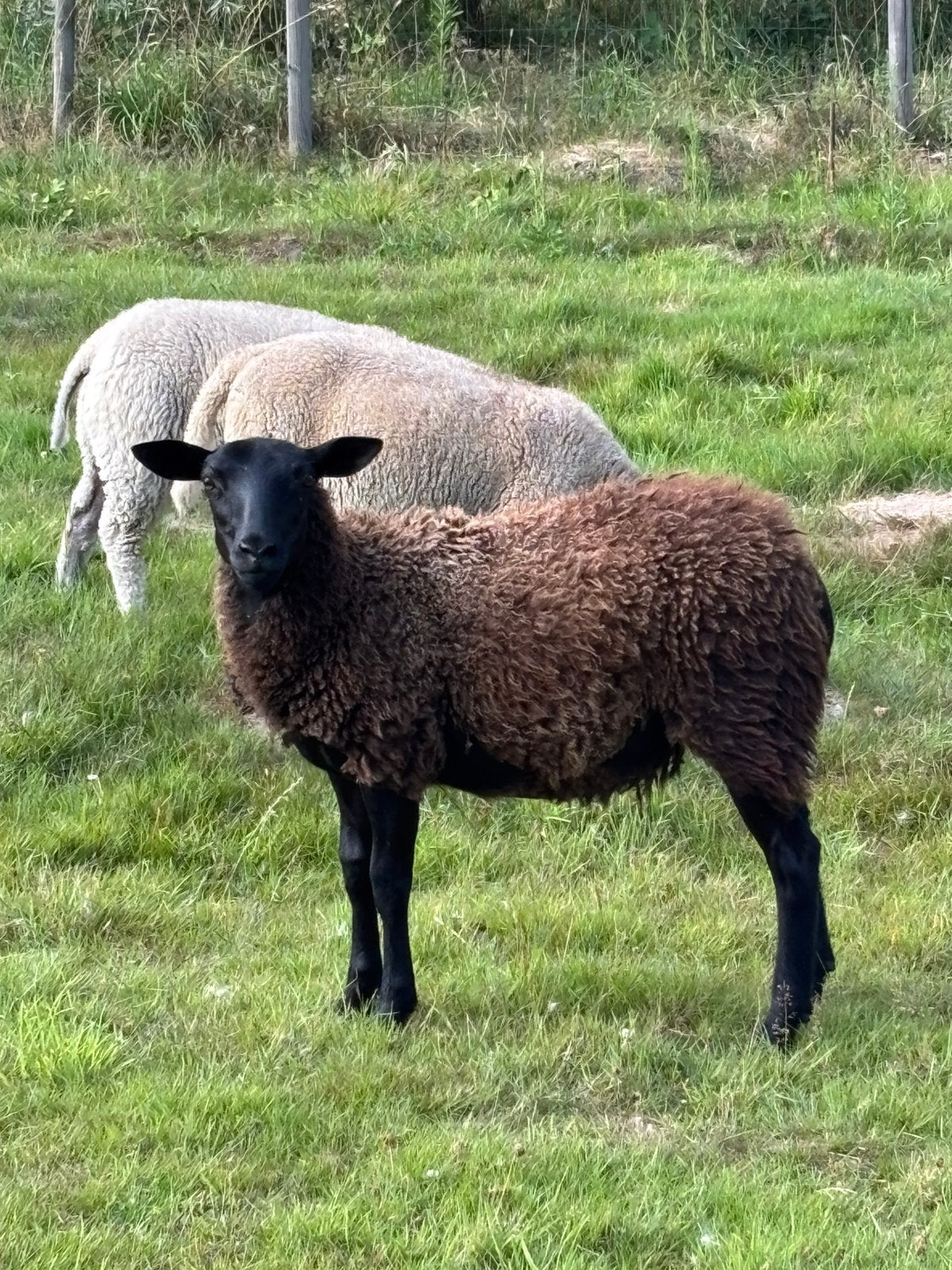 Jonge ooi, Dieren en Toebehoren, Schapen, Geiten en Varkens, Vrouwelijk, Schaap, 0 tot 2 jaar
