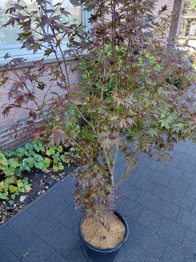 Acer Atropurpureum, Tuin en Terras, Planten | Bomen, Ophalen, Halfschaduw