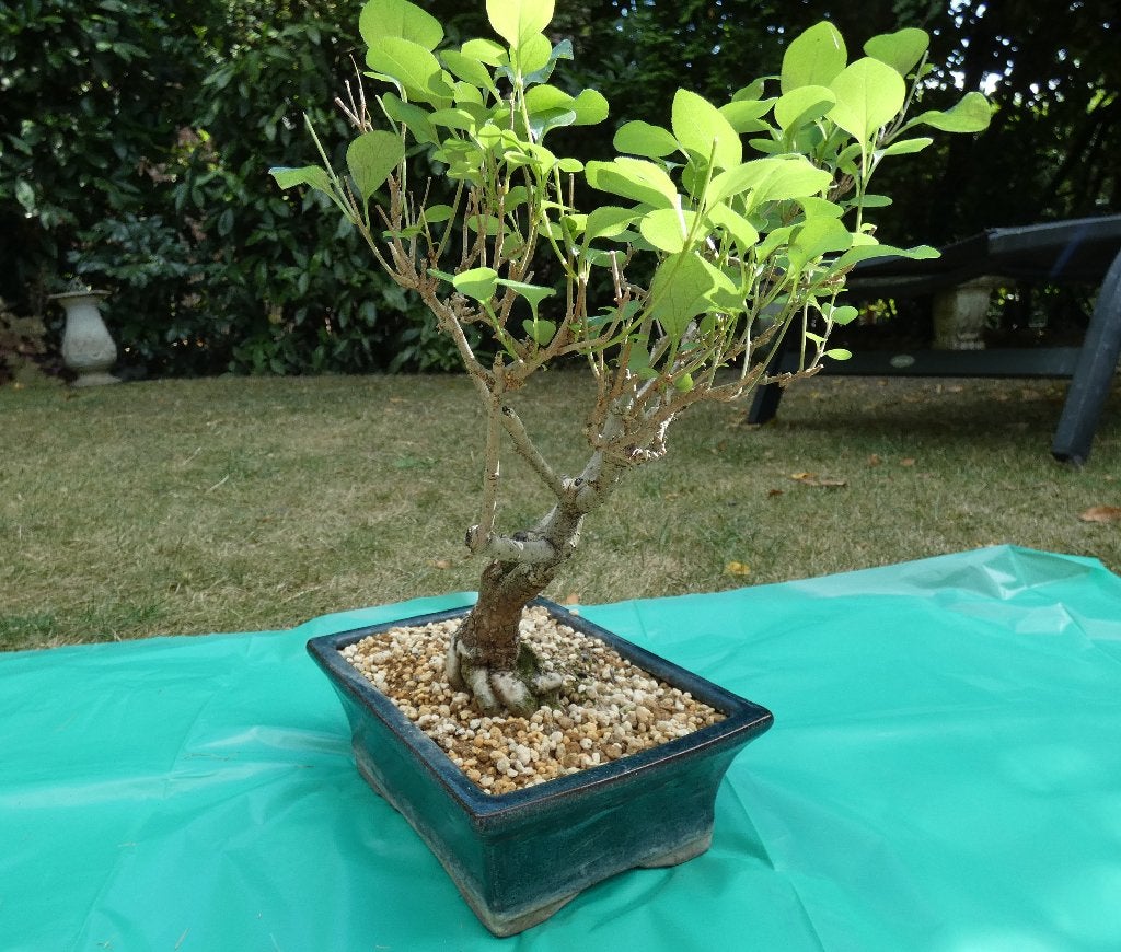 bonsaï lilas japonais (Syringa meyeri) — de forme naturelle, Enlèvement ou Envoi, Printemps, En pot