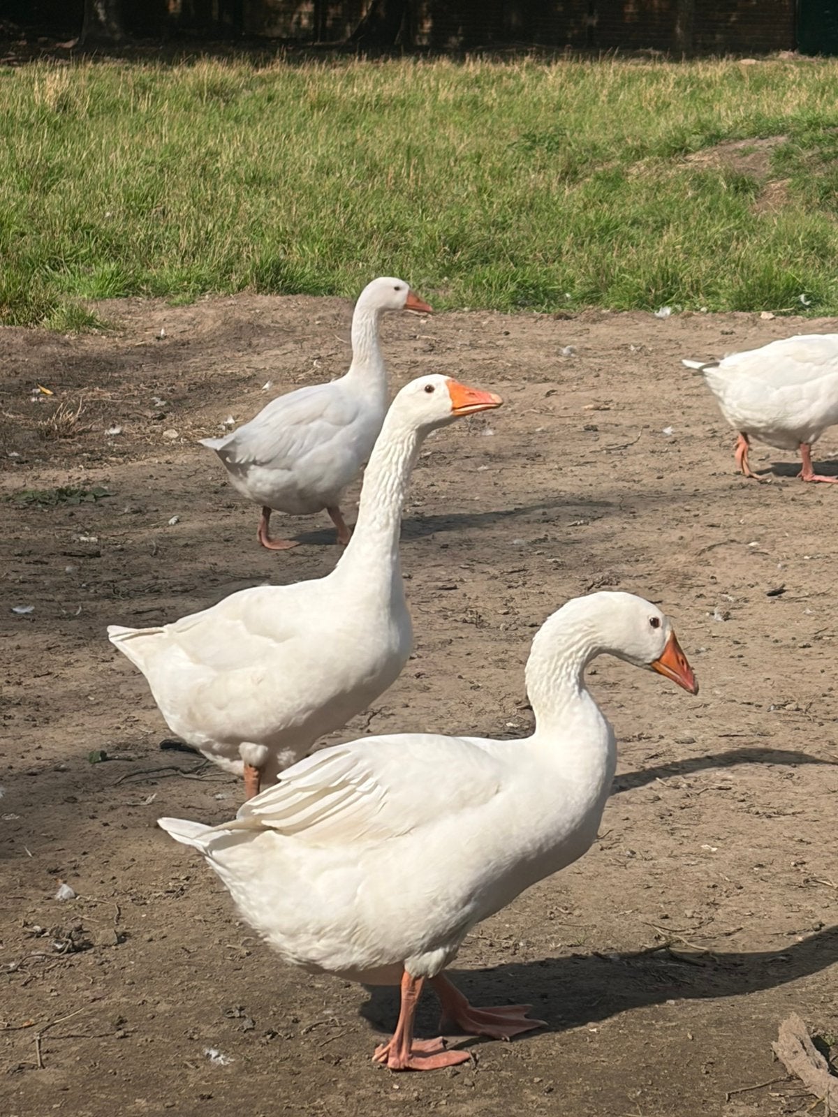 Ganzen te koop. Koppel, vrouw, man,… meerdere, Dieren en Toebehoren