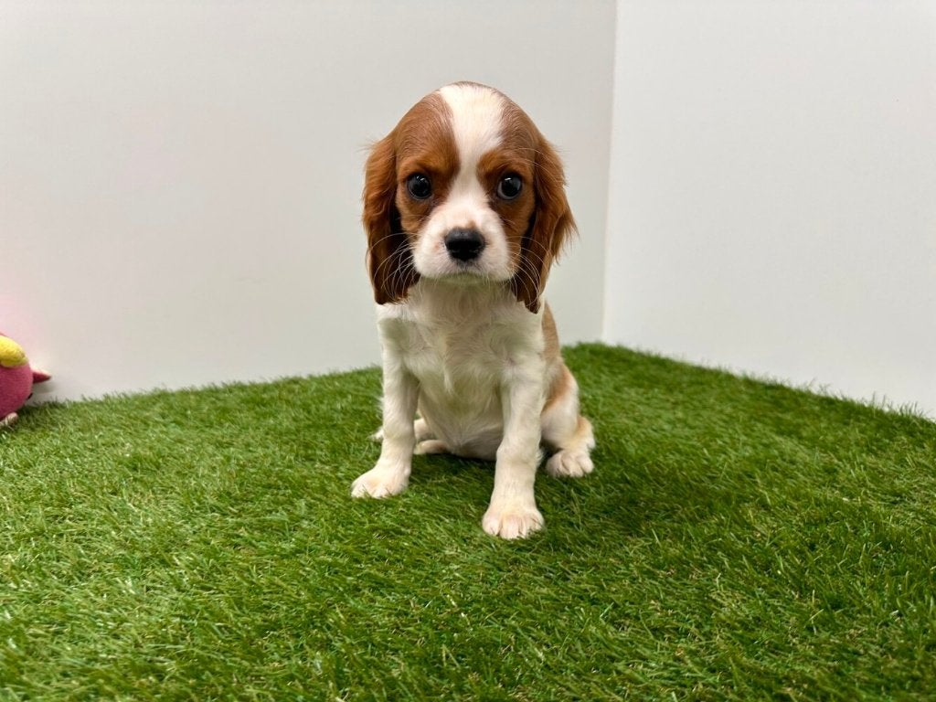 Cavalier King Charles Spaniel pups, Dieren en Toebehoren, België, 8 tot 15 weken, Parvo, Meerdere