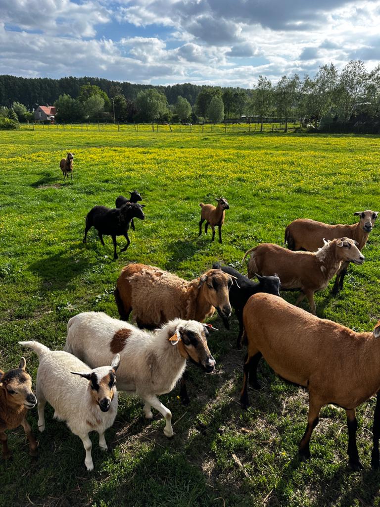 Kameroen schapen, Dieren en Toebehoren, 3 tot 5 jaar