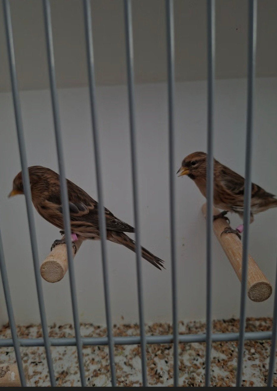 cabaret barmsijsjes, Dieren en Toebehoren, Mannelijk, Wildzangvogel, Geringd