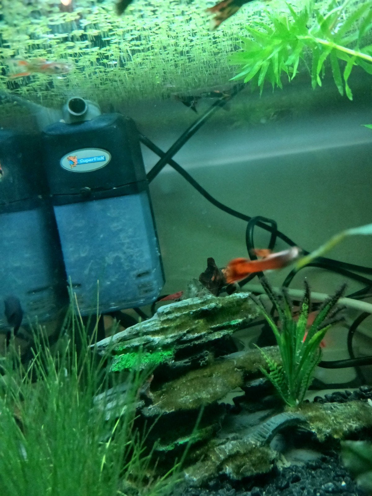 guppys en mollys, Dieren en Toebehoren, Vis, Zoetwatervis