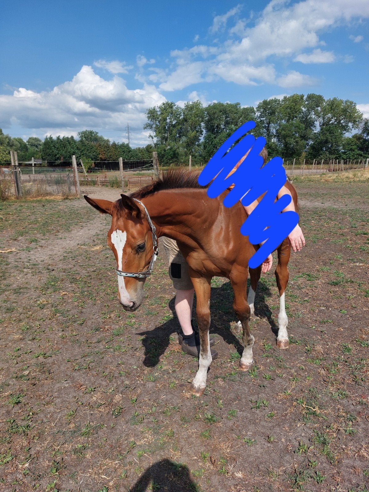 Hengstenveulen, Avec pedigree, 0 à 2 ans, Cheval de saut, Ne s'applique pas