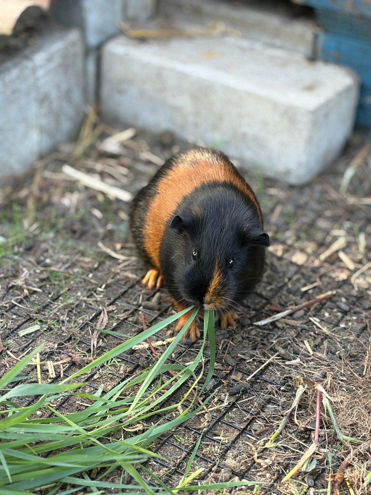 Cavia zeugje zoekt nieuwe thuis, Dieren en Toebehoren, Knaagdieren, Cavia, Vrouwelijk, Mei, Tam