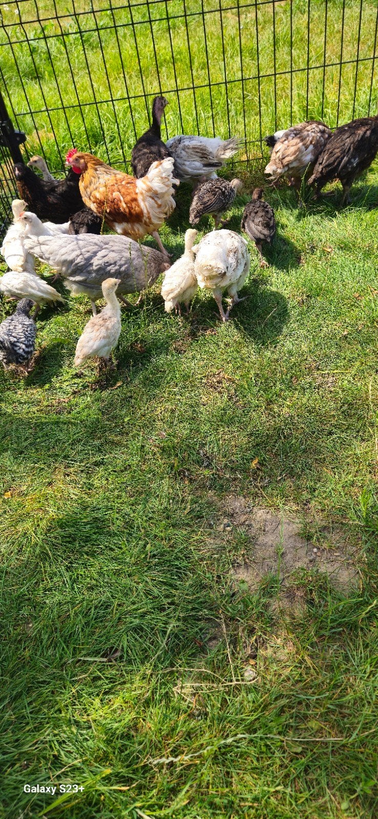 Grote Kuikentjes van Kippen en Kalkoenen, Animaux & Accessoires, Volatiles, Dinde