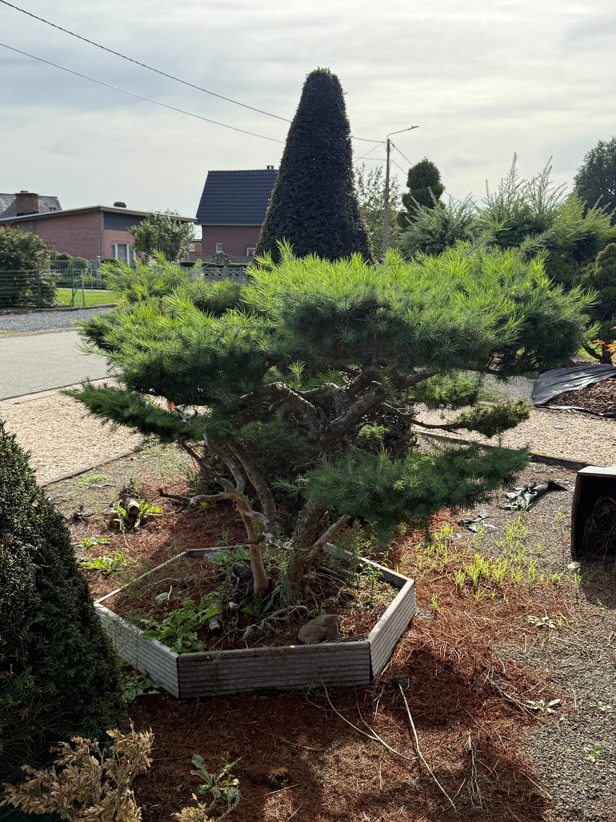 Larix bonsai bos, Tuin en Terras, Ophalen, In pot