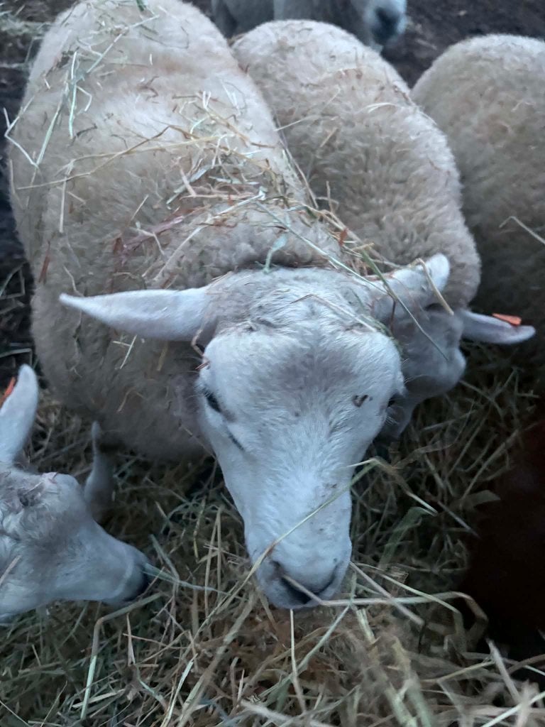 1 ram geboren eind februari 2026 kom uit een 3 ling, Mâle, Mouton, 0 à 2 ans