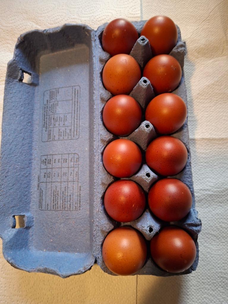 Broedeieren Marans kippen, Dieren en Toebehoren, Ophalen