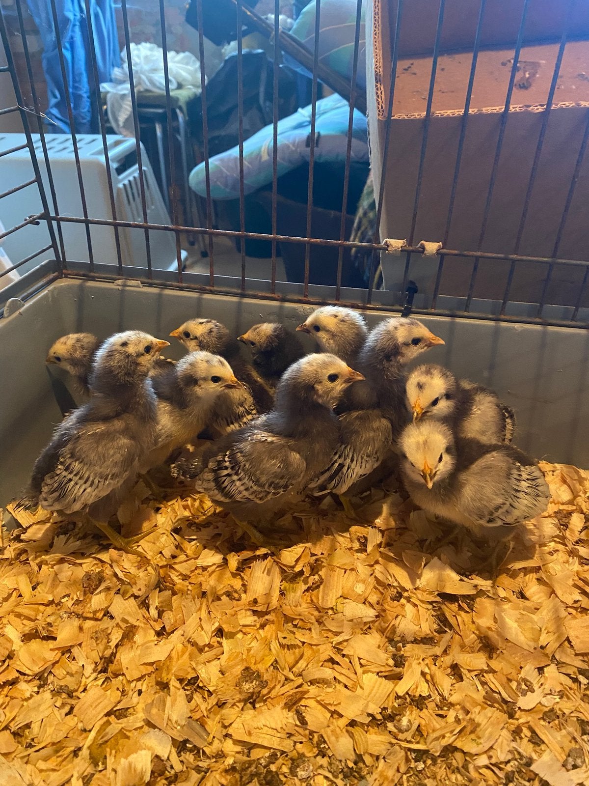 Poussins 21/09, Sexe inconnu, Poule ou poulet