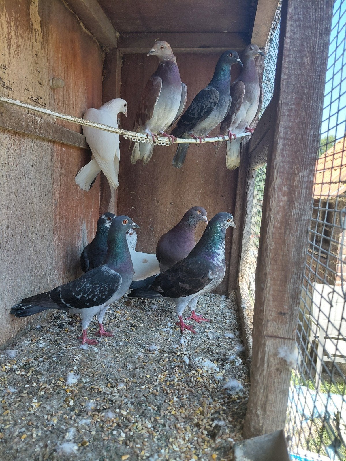 Gespikkelde duiven, Dieren en Toebehoren, Vogels | Duiven