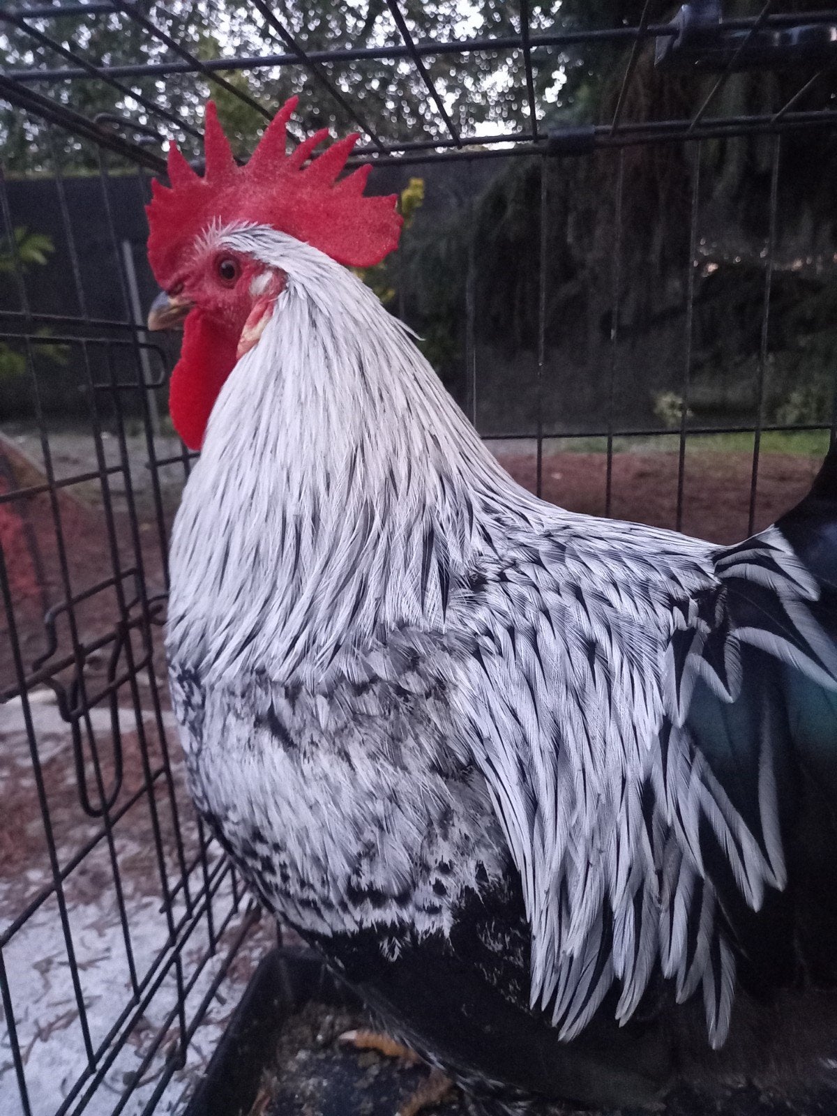 Haan kleurlegger (Silverudd x Marans), Dieren en Toebehoren, Mannelijk, Kip