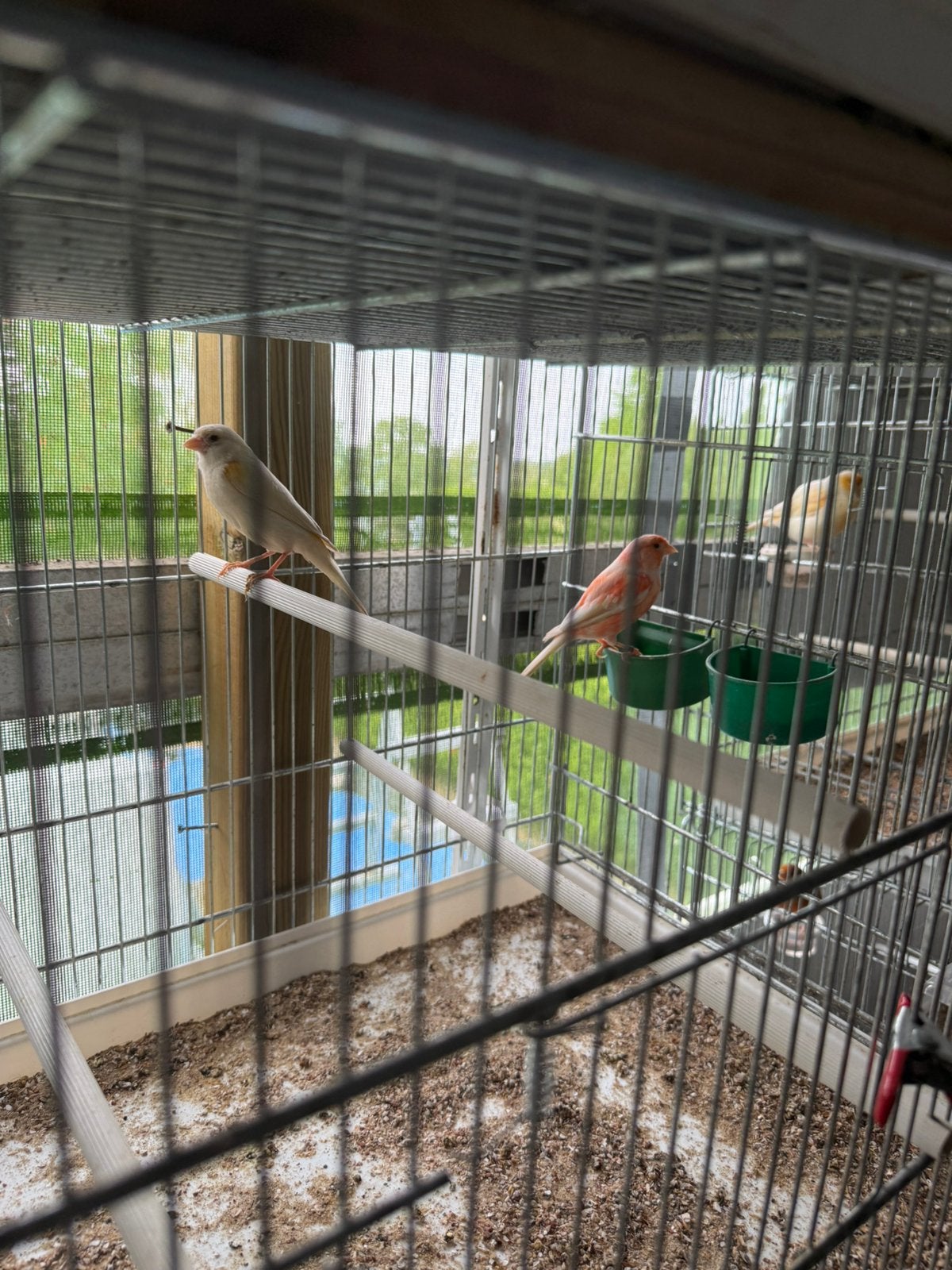 Canaris, Femelle, Canari de couleur