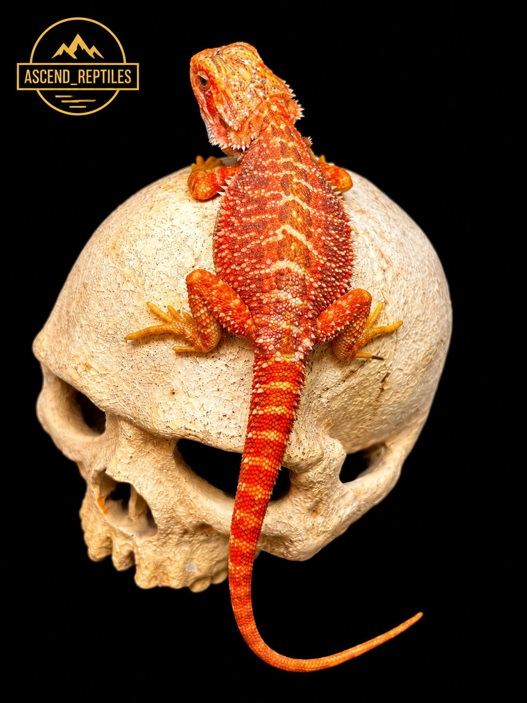 Orange Tiger Hypo Trans man – Baardagaam NK 2026, Dieren en Toebehoren, Hagedis, Tam, 0 tot 2 jaar