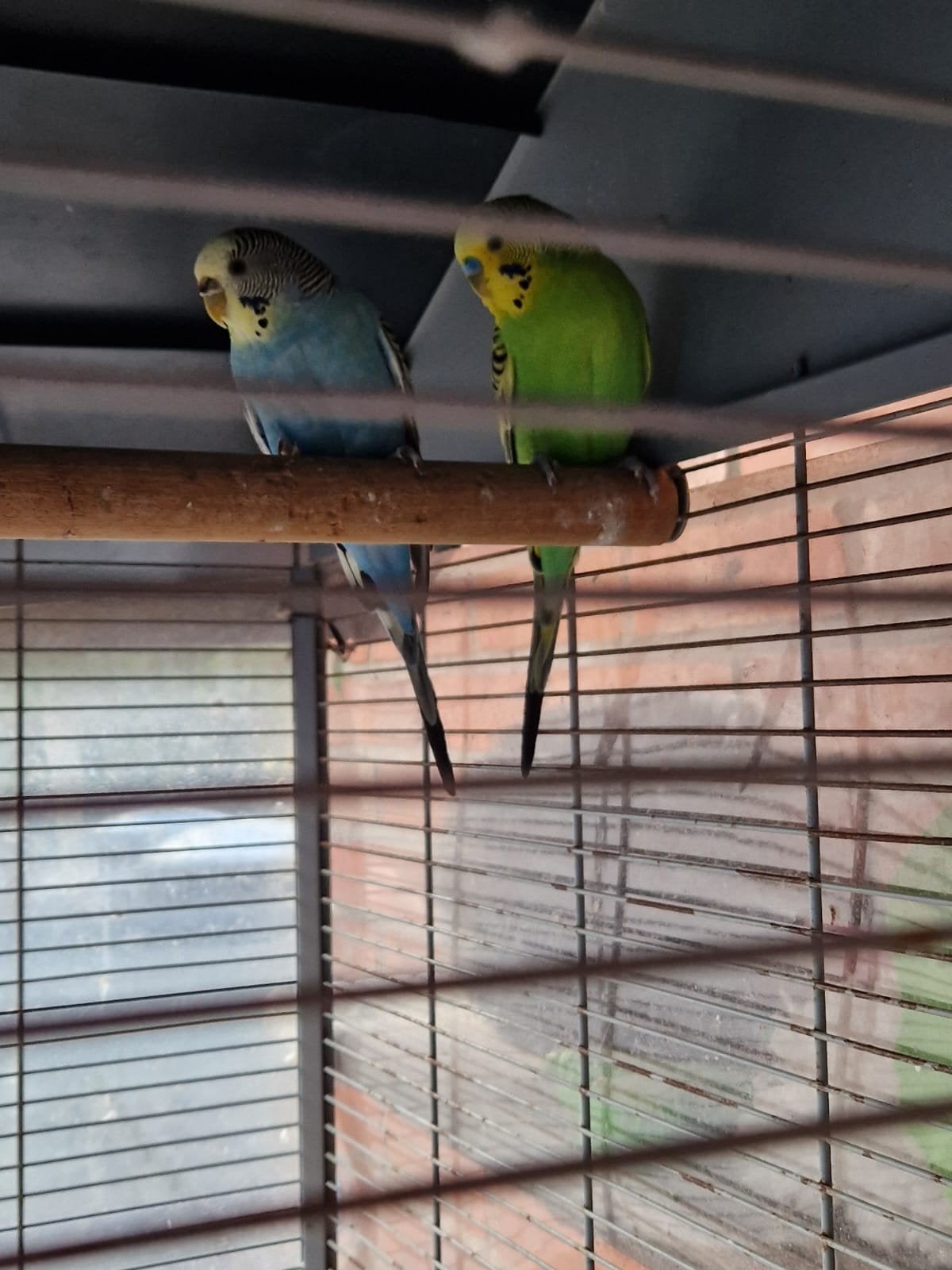 grasparkieten Koppel, Animaux & Accessoires, Oiseaux | Perruches & Perroquets, Plusieurs animaux, Perruche, Bagué