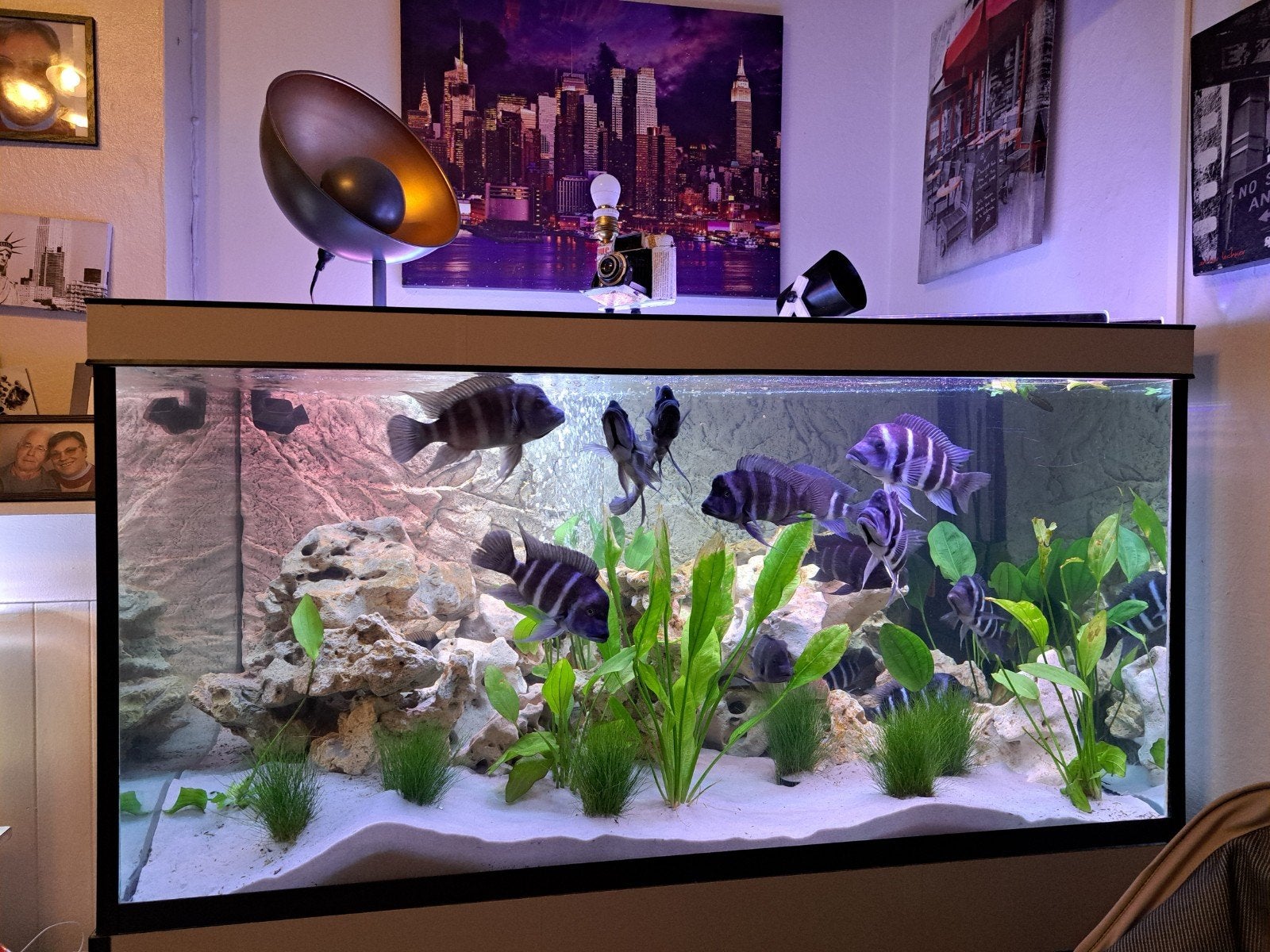 aquarium, Animaux & Accessoires, Poissons | Aquariums & Accessoires, Enlèvement