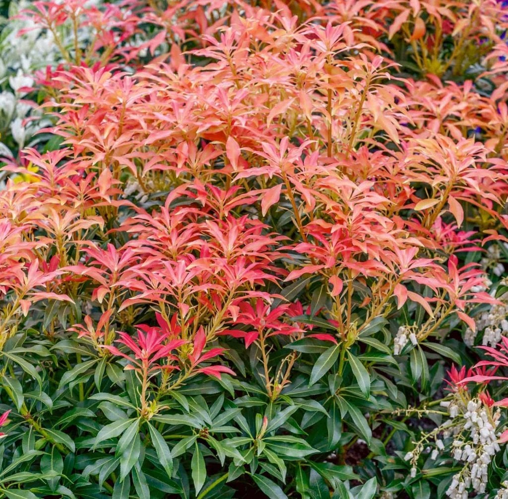 Pieris, Jardin & Terrasse, Enlèvement
