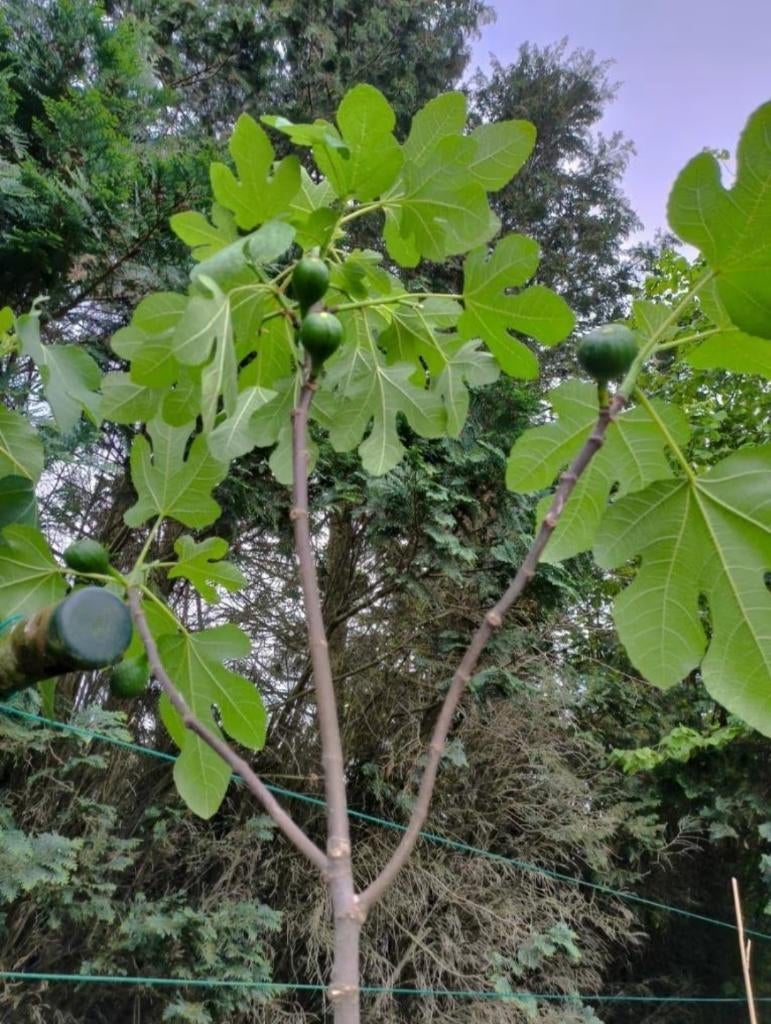 vijgenboom, Figuier, Été, En pot, Plein soleil