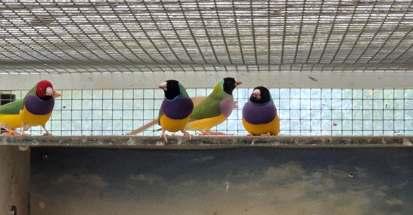 Te koop Gouldamadine, Mannelijk, Tropenvogel, Geringd