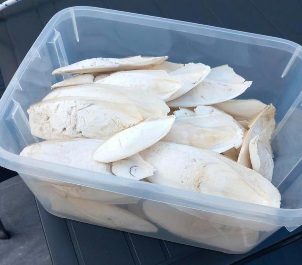 Zeeschuim cuttlebone
Beschikbaar op 1080 Bruxelles in de buu, Ophalen