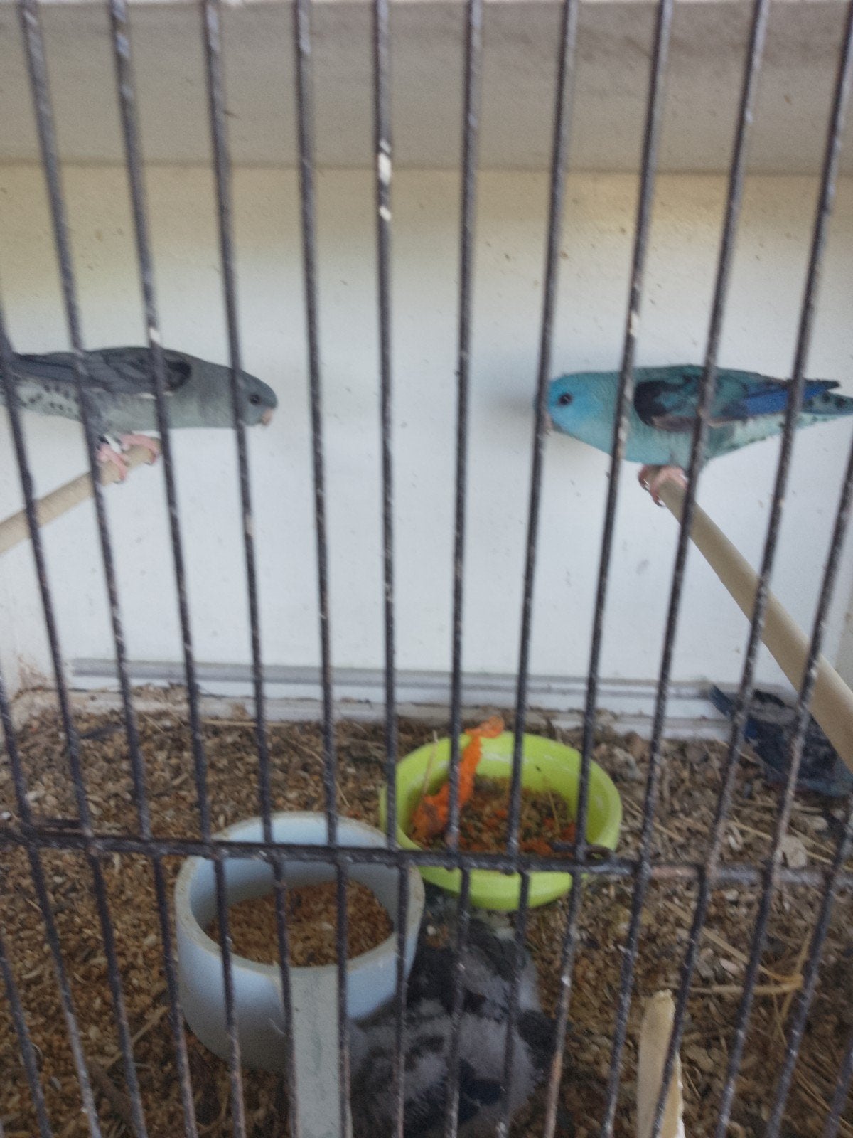 Catharinas, jonge vogels 2026, Dieren en Toebehoren, Vogels | Parkieten en Papegaaien