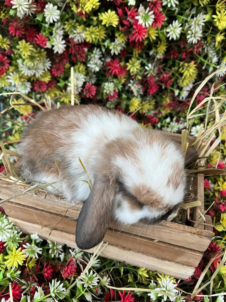 Jonge nederlandse hangoor konijntjes, Oreilles tombantes