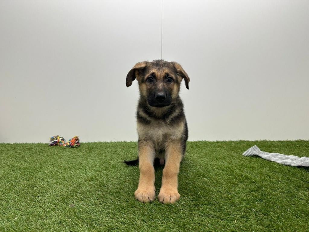 Duitse Herder pups - korthaar, België, 8 tot 15 weken, Parvo, Meerdere