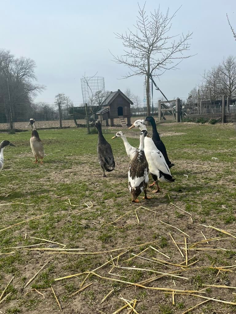 Broedeieren loopeenden (kans op kuif), Geslacht onbekend, Eend