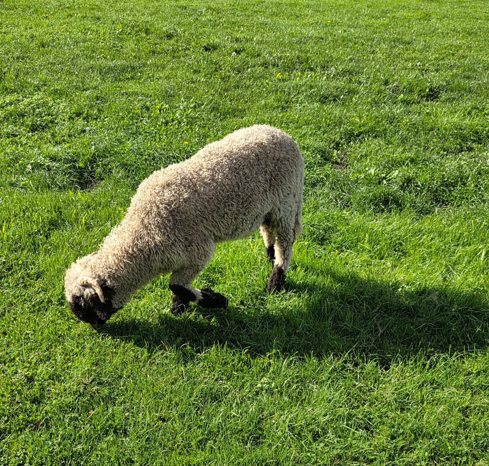 Walliser Zwartneusschaap Ram, Animaux & Accessoires, Mâle, Mouton, 0 à 2 ans